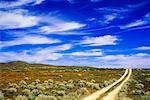 Reifen-Tracks und Feld mit California Poppies, Lancaster, Kalifornien, USA