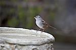 White-crowned Sparrow at Bird Bath