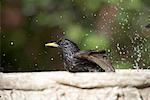 Starling in Bird Bath