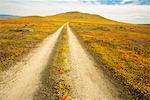 Tire Tracks in Antelope Valley, California, USA