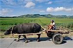 Bull Pulling Man in Cart, Cagayan, Philippines