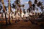 Bosquet de palmiers, Marinduque, Philippines