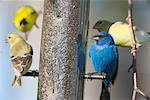 Passerin indigo et le Chardonneret jaune à la mangeoire à oiseaux