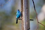 Passerin indigo à la mangeoire à oiseaux