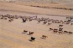 Troupeau de moutons dans le champ, Turquie