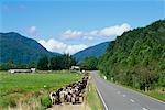 Herd of Cattle Walking on Side of the Road, South Island, New Zealand