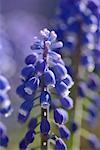 Grape Hyacinth