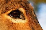 Close-up of Donkey's Eye