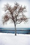 Arbres sur les rives du lac en hiver, Toronto, Ontario, Canada
