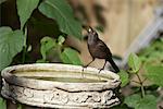 Grackle at Bird Bath