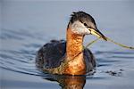 Red-Necked Grebe Gathering Unkraut für Nest