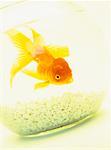 Red Oranda Goldfish