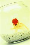 Goldfish Oranda rouge et blanc