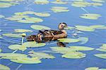 Wood Duck and Ducklings in Pond