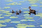 Ente und Entenküken im Teich