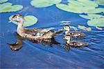 Wood Duck and Ducklings in Pond