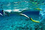 Woman Snorkelling, Cayman Islands