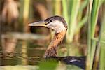 Ras du cou rouge Grebe, Ontario, Canada