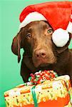 Porträt von Hund mit Nikolausmütze und Weihnachtsgeschenke