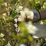 Jardinier tenant des fleurs et les buissons de Saskatoon