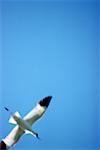 Herring gull in clear sky
