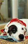 Dog resting in its basket