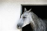 Ein grau Appaloosa Pferd