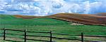 Champ de blé de printemps et sur le terrain en friche, Palouse, Washington, USA