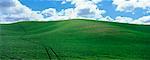 Tractor Tire Tracks in Spring Wheat Field, Palouse, Washington, USA