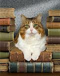 Katze liegend auf Haufen von alten antiken Büchern