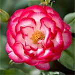 Close-up of Floribunda Rose