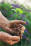 Hands Holding Oak Tree Seedling