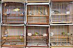 Les oiseaux en cage, l'oiseau et le marché aux fleurs, Shanghai, Chine