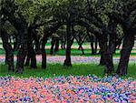 Eichen, Bluebonnets und Wes Anderson Blumen, Texas Hill Country, Texas, USA
