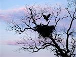 Bald Eagle Landing on Nest, Llano, Texas, USA