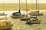 Lady Martins Beach, Rose Bay, Sydney, New South Wales, Australie