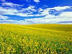 Champ de canola, Trochu, Alberta, Canada