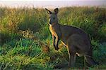 Eastern Grey Kangaroo, Geehi, Kosciuszko National Park, New South Wales, Australia