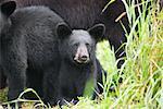 Porträt von Black Bear Cub mit Familie, nördlichen Minnesota, USA