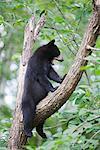 Black Bear Cub in Tree, Northern Minnesota, USA