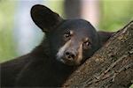 Portrait de Black Bear Cub, nord du Minnesota, USA