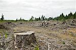 Forêt coupe à blanc, Oregon, Etats-Unis