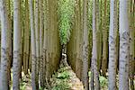 Hybrid Poplar Trees, Boardman, Oregon, USA