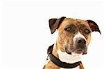Porträt von Staffordshire Terrier