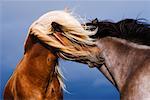 Icelandic Horses