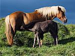 Icelandic Ponies