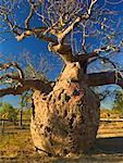 The Prison Tree, Derby, Western Australia, Australia