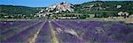 Vue d'ensemble des champs de lavande et de Simiane la Rotonde, Provence, France