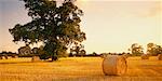 Oak Tree and Hay Bales in Field, England
