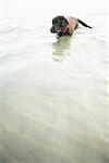 Dog Wading in Water